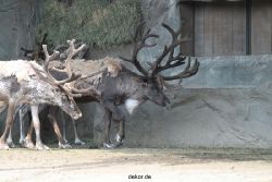 zoom-erlebniswelt-alaska-rentiere-011