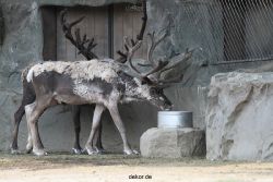 zoom-erlebniswelt-alaska-rentiere-012