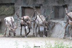 zoom-erlebniswelt-alaska-rentiere-013