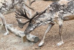 zoom-erlebniswelt-alaska-rentiere-014