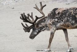 zoom-erlebniswelt-alaska-rentiere-015