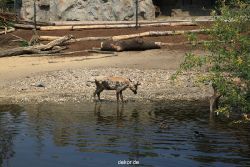 zoom-erlebniswelt-alaska-rentiere-016