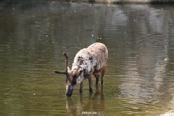 zoom-erlebniswelt-alaska-rentiere-017