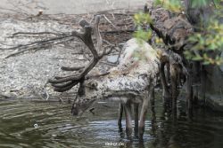 zoom-erlebniswelt-alaska-rentiere-019