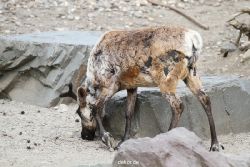 zoom-erlebniswelt-alaska-rentiere-020