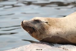 zoom-erlebniswelt-alaska-seeloewen-002