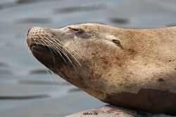 zoom-erlebniswelt-alaska-seeloewen-003