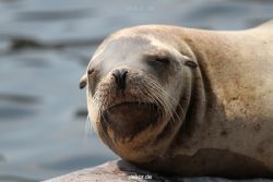 zoom-erlebniswelt-alaska-seeloewen-004