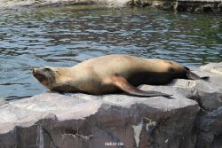 zoom-erlebniswelt-alaska-seeloewen-005