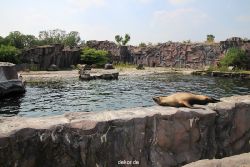 zoom-erlebniswelt-alaska-seeloewen-006