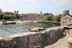 zoom-erlebniswelt-alaska-seeloewen-007