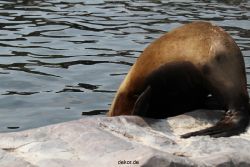 zoom-erlebniswelt-alaska-seeloewen-008