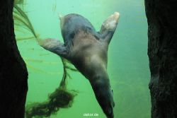 zoom-erlebniswelt-alaska-seeloewen-009