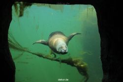 zoom-erlebniswelt-alaska-seeloewen-010