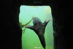 zoom-erlebniswelt-alaska-seeloewen-011