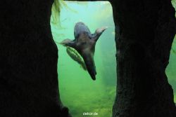 zoom-erlebniswelt-alaska-seeloewen-015