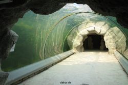 zoom-erlebniswelt-alaska-seeloewen-016