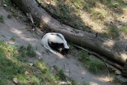 zoom-erlebniswelt-alaska-stinktier-001
