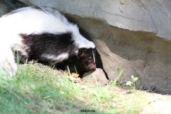 zoom-erlebniswelt-alaska-stinktier-002