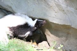 zoom-erlebniswelt-alaska-stinktier-003