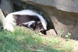 zoom-erlebniswelt-alaska-stinktier-004