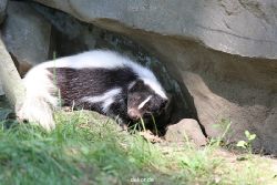 zoom-erlebniswelt-alaska-stinktier-005