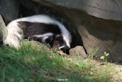 zoom-erlebniswelt-alaska-stinktier-006