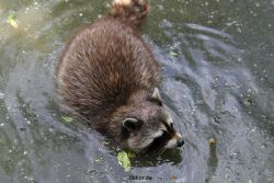 zoom-erlebniswelt-alaska-waschbaer-001