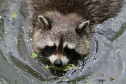 zoom-erlebniswelt-alaska-waschbaer-002