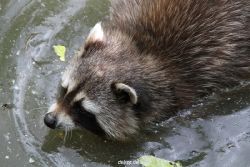 zoom-erlebniswelt-alaska-waschbaer-003