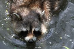zoom-erlebniswelt-alaska-waschbaer-005