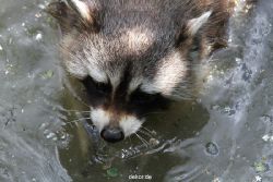 zoom-erlebniswelt-alaska-waschbaer-007