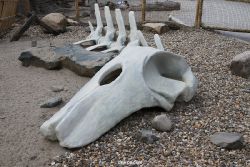 zoom-erlebniswelt-alaska-030