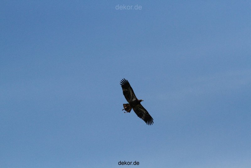 essen-gruga-greifvogelschau-1-2012-039