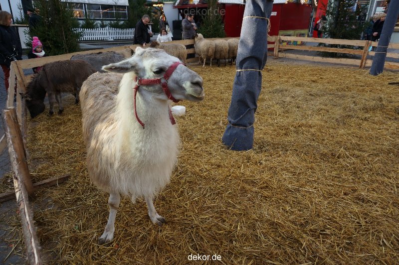 weihnachtsmaerkte-2013-wuppertal-elberfeld-tag-029