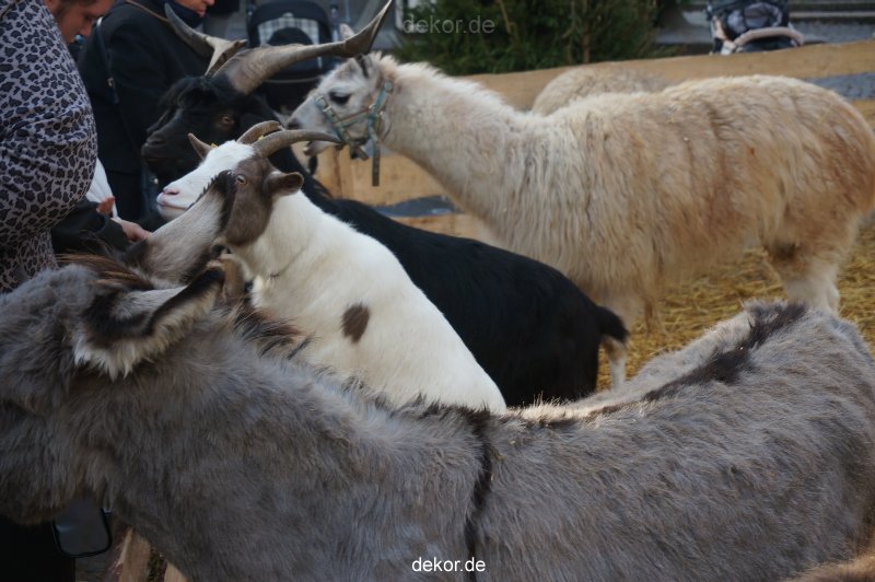 weihnachtsmaerkte-2013-wuppertal-elberfeld-tag-036
