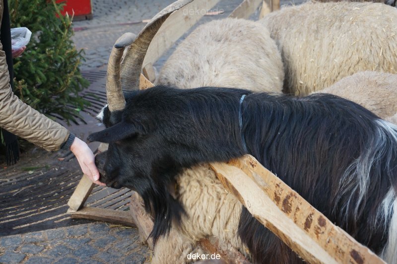 weihnachtsmaerkte-2013-wuppertal-elberfeld-tag-051