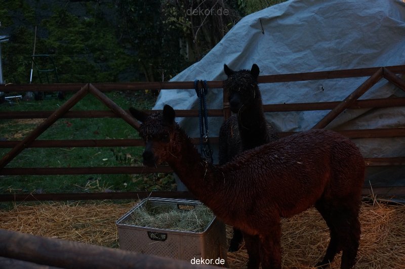 weihnachtsmaerkte-2013-wuppertal-schloss-luentenbeck-049