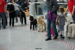duesseldorf-luftfahrttag-2013-lustiges-kinderreiten-002