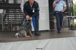 duesseldorf-luftfahrttag-2013-spuerhunde-005