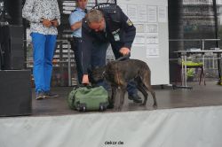 duesseldorf-luftfahrttag-2013-spuerhunde-011