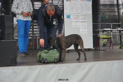 duesseldorf-luftfahrttag-2013-spuerhunde-012