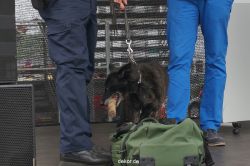 duesseldorf-luftfahrttag-2013-spuerhunde-024