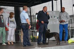 duesseldorf-luftfahrttag-2013-spuerhunde-032