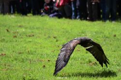 essen-gruga-greifvogelschau-1-2012-023