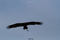 essen-gruga-greifvogelschau-1-2012-037