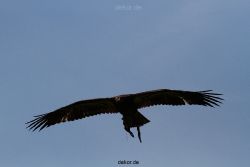 essen-gruga-greifvogelschau-1-2012-038