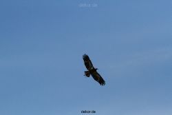 essen-gruga-greifvogelschau-1-2012-039