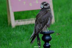essen-gruga-greifvogelschau-2-2012-006