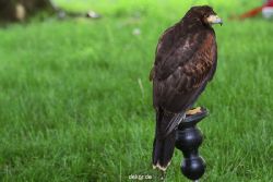 essen-gruga-greifvogelschau-2-2012-008